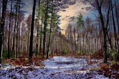 Marlborough-Sudbury Forest