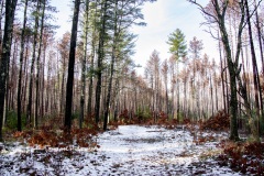 Marlborough-Sudbury Forest