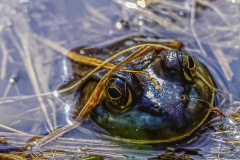 American Bullfrog