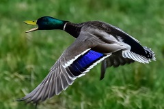 Mallard