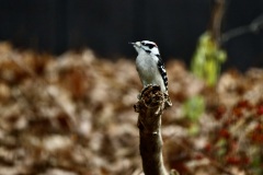 Downy Woodpecker