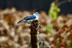 White Breasted Nuthatch