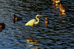 Egret