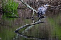 Great Blue Heron