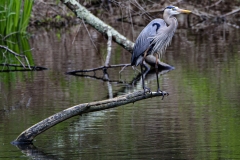 Great Blue Heron