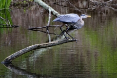 Great Blue Heron