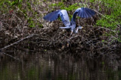 Great Blue Heron