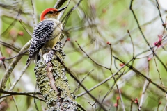 The red-bellied woodpecker