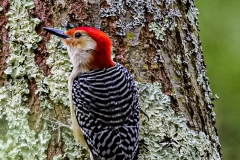 red-bellied woodpecker