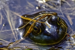 American Bullfrog