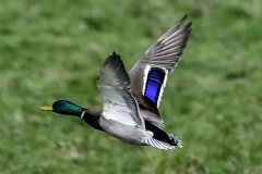 Mallard