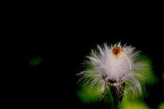 dandelion