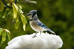 Blue Jay