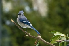 Blue Jay