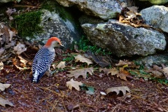 Red-Bellied Woodpecker