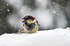 House Sparrow