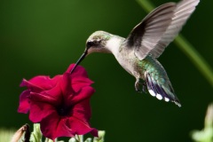 Hummingbird-115