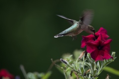 Hummingbird-118