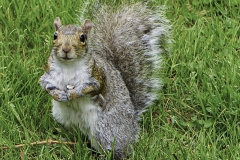 Eastern Grey Squirrel