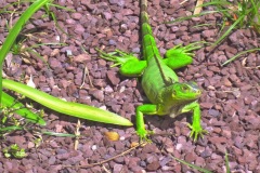 Iguana