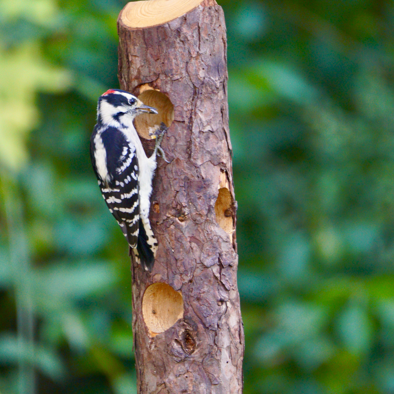 Photographing Downy Woodpeckers