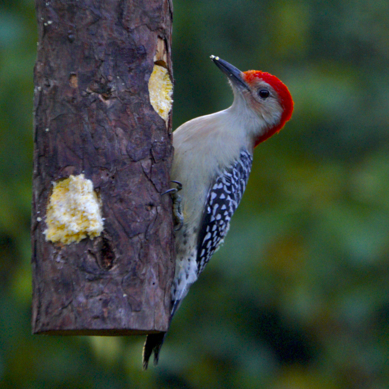 Blue Jays, Woodpeckers, and Gourds