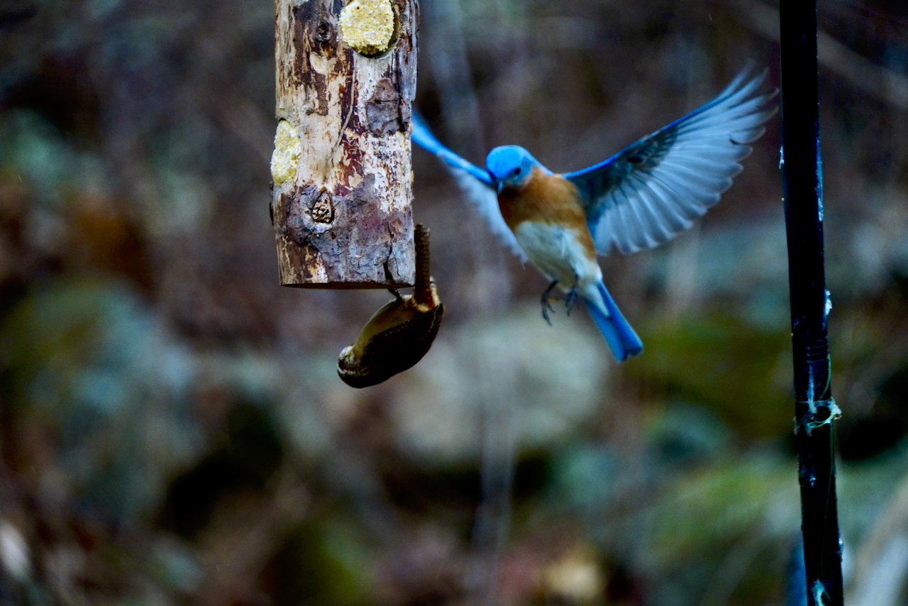 A Flash of Blue, A Flash of Red in the Zen Garden: Spring’s Joyful Messengers