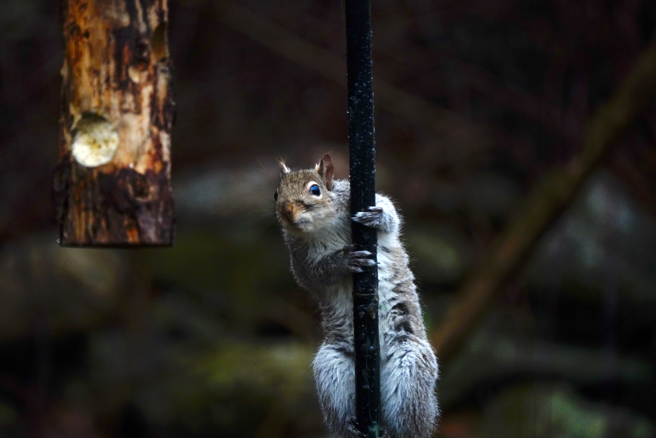 The Great Squirrel Feeder Caper: Fuzzy Acrobats Take Center Stage