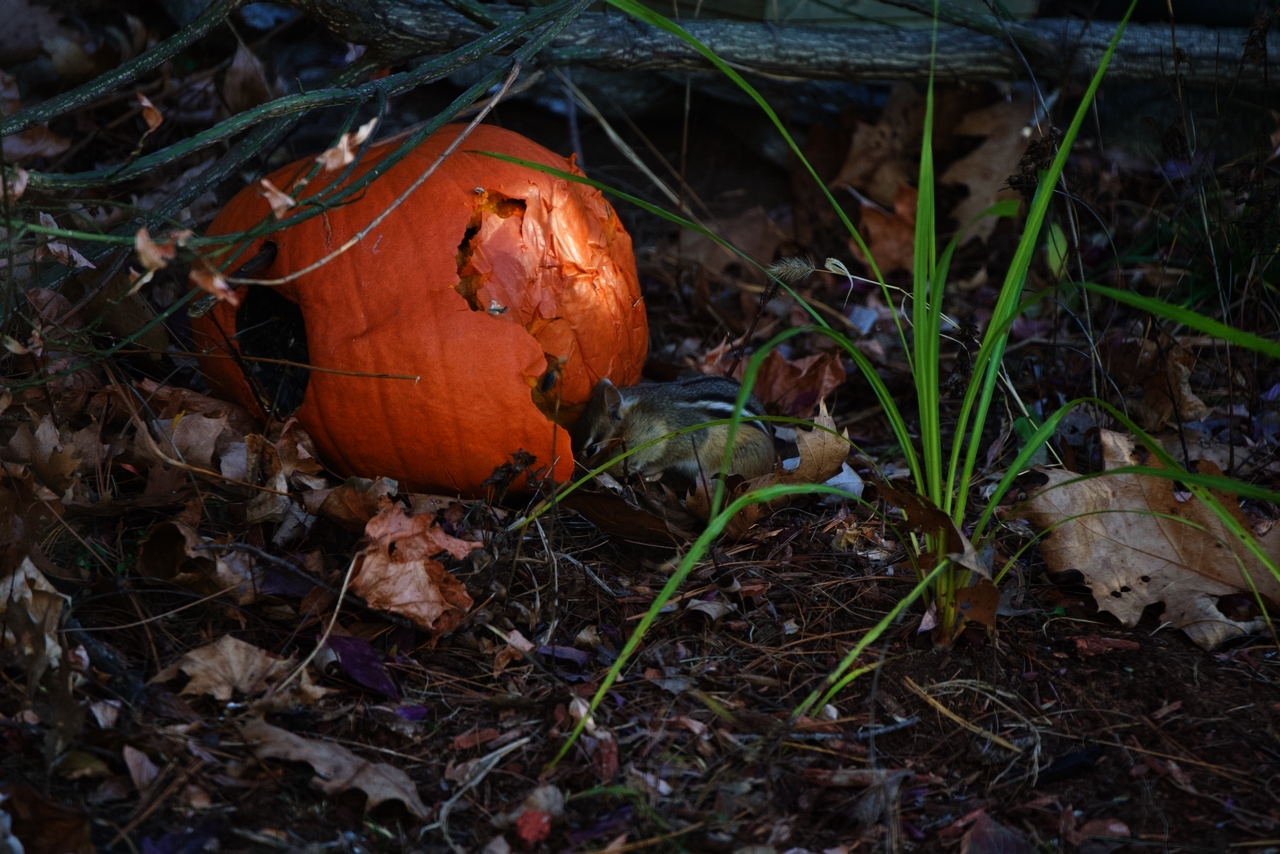 Pumpkin Season at the House of Zen: A Feast for the Fauna